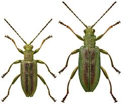 Attēlu rezultāti vaicājumam “Donacia dentata”