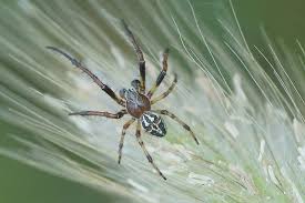 Attēlu rezultāti vaicājumam “Larinioides cornutus male”