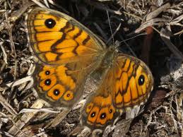 Attēlu rezultāti vaicājumam “Lasiommata megera”