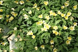 Attēlu rezultāti vaicājumam “Anemone x lipsiensis leaf”