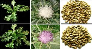 Attēlu rezultāti vaicājumam “Silybum marianum”