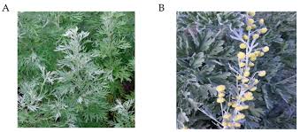 Attēlu rezultāti vaicājumam “Artemisia absinthium flower”