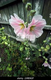 Attēlu rezultāti vaicājumam “Alcea rosea bud”