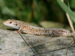 Attēlu rezultāti vaicājumam “Lacerta vivipara female”