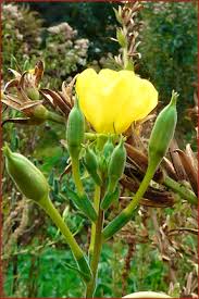 Image result for Nachtkerze