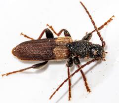 Attēlu rezultāti vaicājumam “Tetropium fuscum”