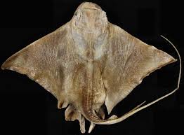 Image result for Myliobatis aquila