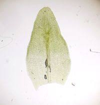 Attēlu rezultāti vaicājumam “Orthotrichum, Nyholmiella”