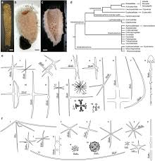 Image result for Vazella pourtalesii