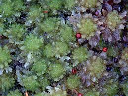 Attēlu rezultāti vaicājumam “Sphagnum molle”