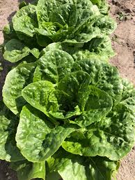 Image result for Römischer Salat