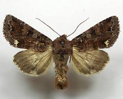 Attēlu rezultāti vaicājumam “Ceramica pisi”