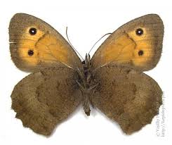 Attēlu rezultāti vaicājumam “Hyponephele lycaon male”