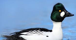 Attēlu rezultāti vaicājumam “Bucephala clangula juvenile”