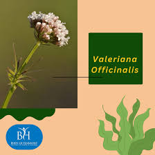 Attēlu rezultāti vaicājumam “Valeriana officinalis”