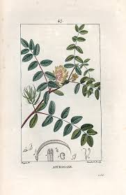 Attēlu rezultāti vaicājumam “Astragalus glycyphyllos leaf”