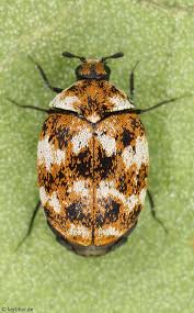 Attēlu rezultāti vaicājumam “Anthrenus museorum”