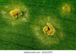 Attēlu rezultāti vaicājumam “Puccinia sessilis”