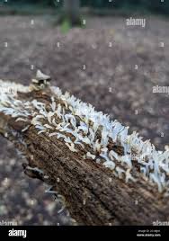 Attēlu rezultāti vaicājumam “Calocera pallidospathulata”