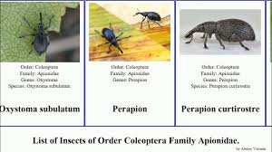 Attēlu rezultāti vaicājumam “Apionidae”