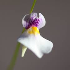 Attēlu rezultāti vaicājumam “Utricularia minor flower”