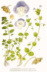 Attēlu rezultāti vaicājumam “Veronica agrestis leaf”