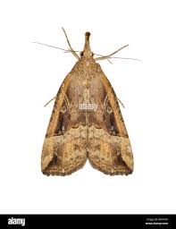 Attēlu rezultāti vaicājumam “Hypena rostralis”