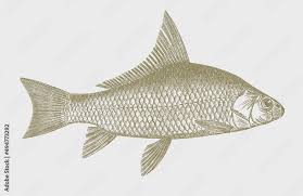 Image result for Carpiodes carpio