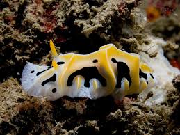 Attēlu rezultāti vaicājumam “Retinia resinella exuvia”