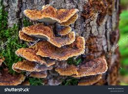 Attēlu rezultāti vaicājumam “Inonotus radiatus”