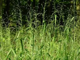 Attēlu rezultāti vaicājumam “Milium effusum leaf”