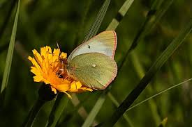 Attēlu rezultāti vaicājumam “Colias palaeno male”