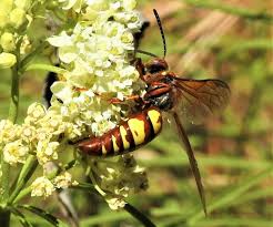 Attēlu rezultāti vaicājumam “Crabronidae”