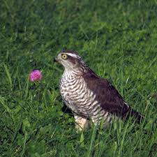 Attēlu rezultāti vaicājumam “Accipiter nisus”
