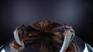 Image result for Metacarcinus magister