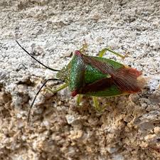 Attēlu rezultāti vaicājumam “Acanthosoma haemorrhoidale”