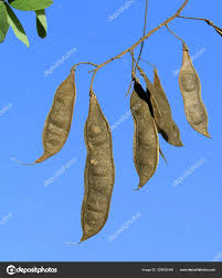 Attēlu rezultāti vaicājumam “Robinia pseudoacacia fruit”