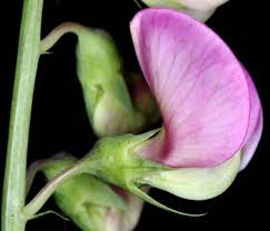Attēlu rezultāti vaicājumam “Lathyrus latifolius flower”