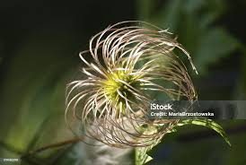 Attēlu rezultāti vaicājumam “Clematis fruit”
