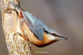 Image result for Sitta europaea