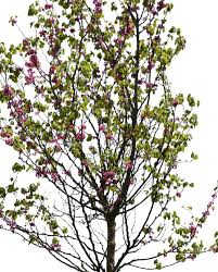 Attēlu rezultāti vaicājumam “Cercis siliquastrum”