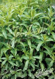 Attēlu rezultāti vaicājumam “Mentha spicata leaf”