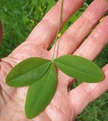 Attēlu rezultāti vaicājumam “Laburnum”