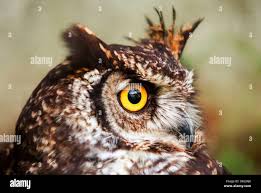 Attēlu rezultāti vaicājumam “Strigiformes”