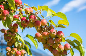Attēlu rezultāti vaicājumam “Malus sylvestris”