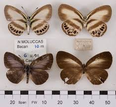 Attēlu rezultāti vaicājumam “Polyommatinae”