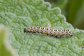 Attēlu rezultāti vaicājumam “Cucullia verbasci larva”