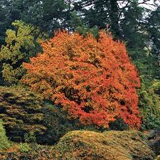 Attēlu rezultāti vaicājumam “Enkianthus chinensis leaf”