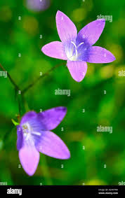 Attēlu rezultāti vaicājumam “Campanula patula flower”