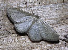 Attēlu rezultāti vaicājumam “Idaea sylvestraria”